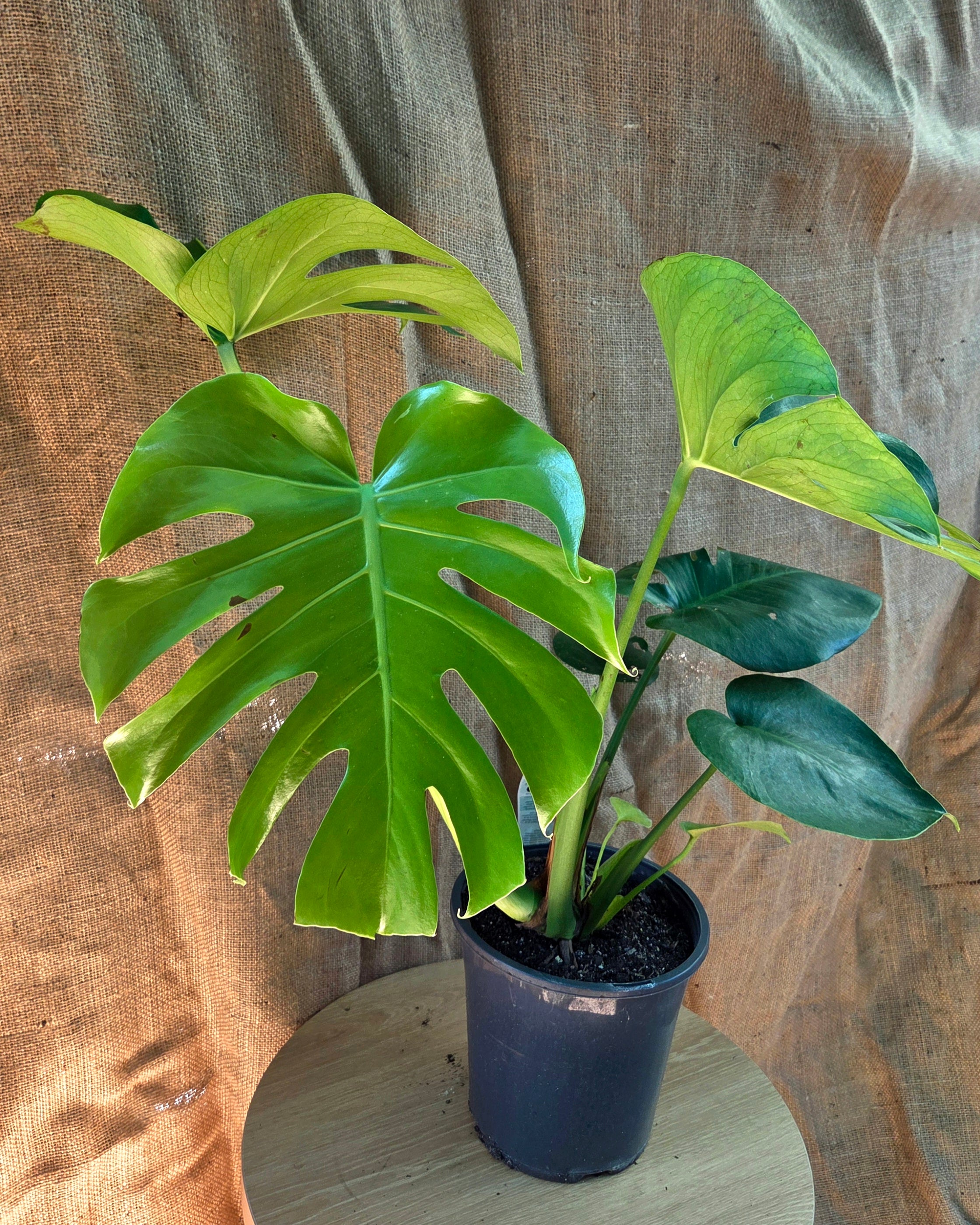 Monstera Deliciosa