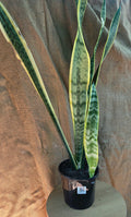 Sansevieria Laurentii