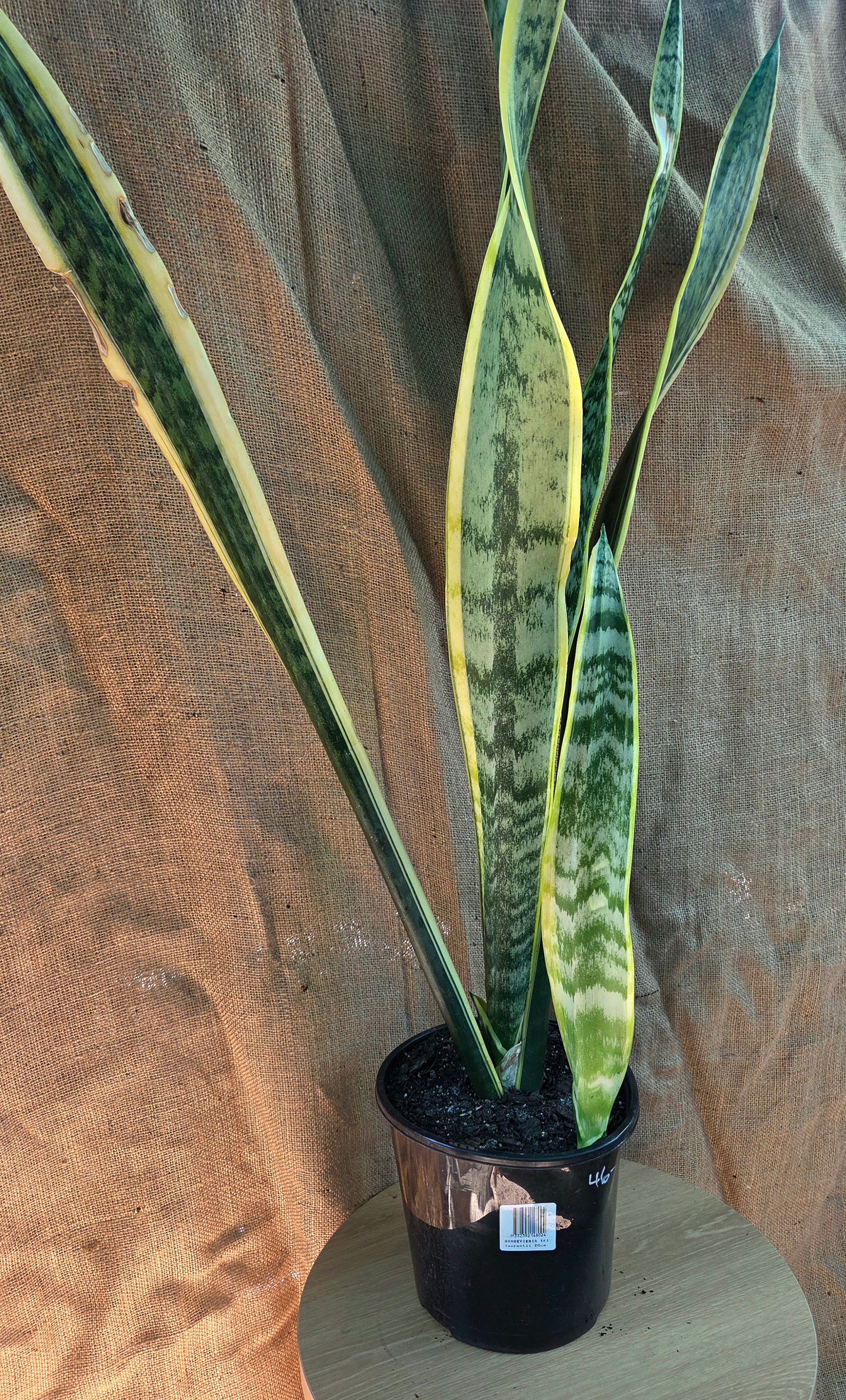Sansevieria Laurentii