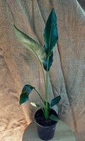 Strelitzia Reginae - Bird of Paradise
