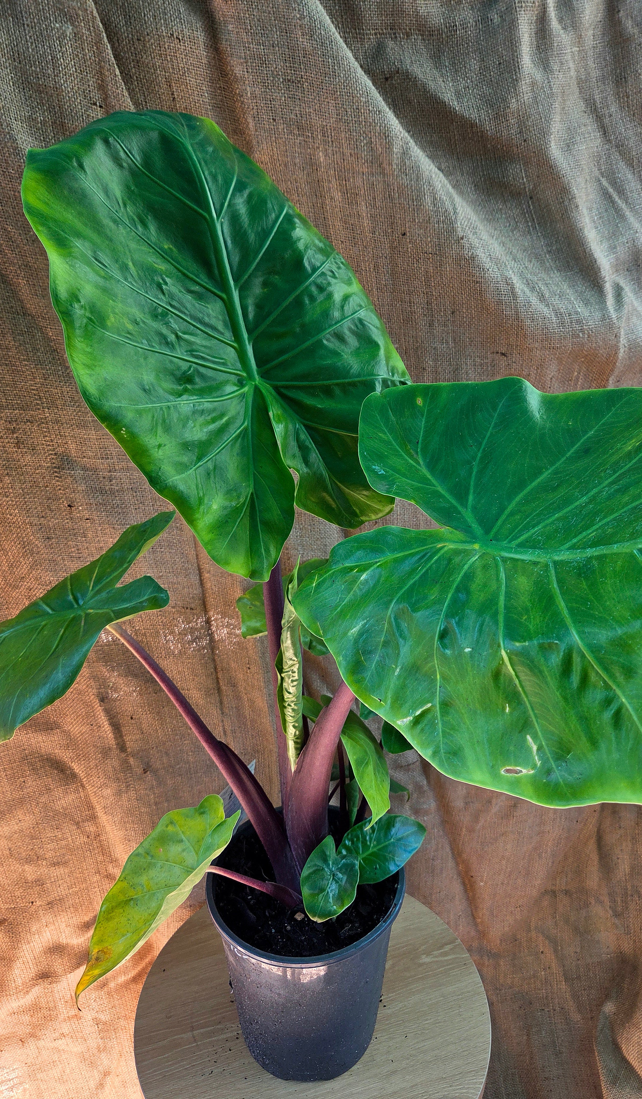 Alocasia Red Stem