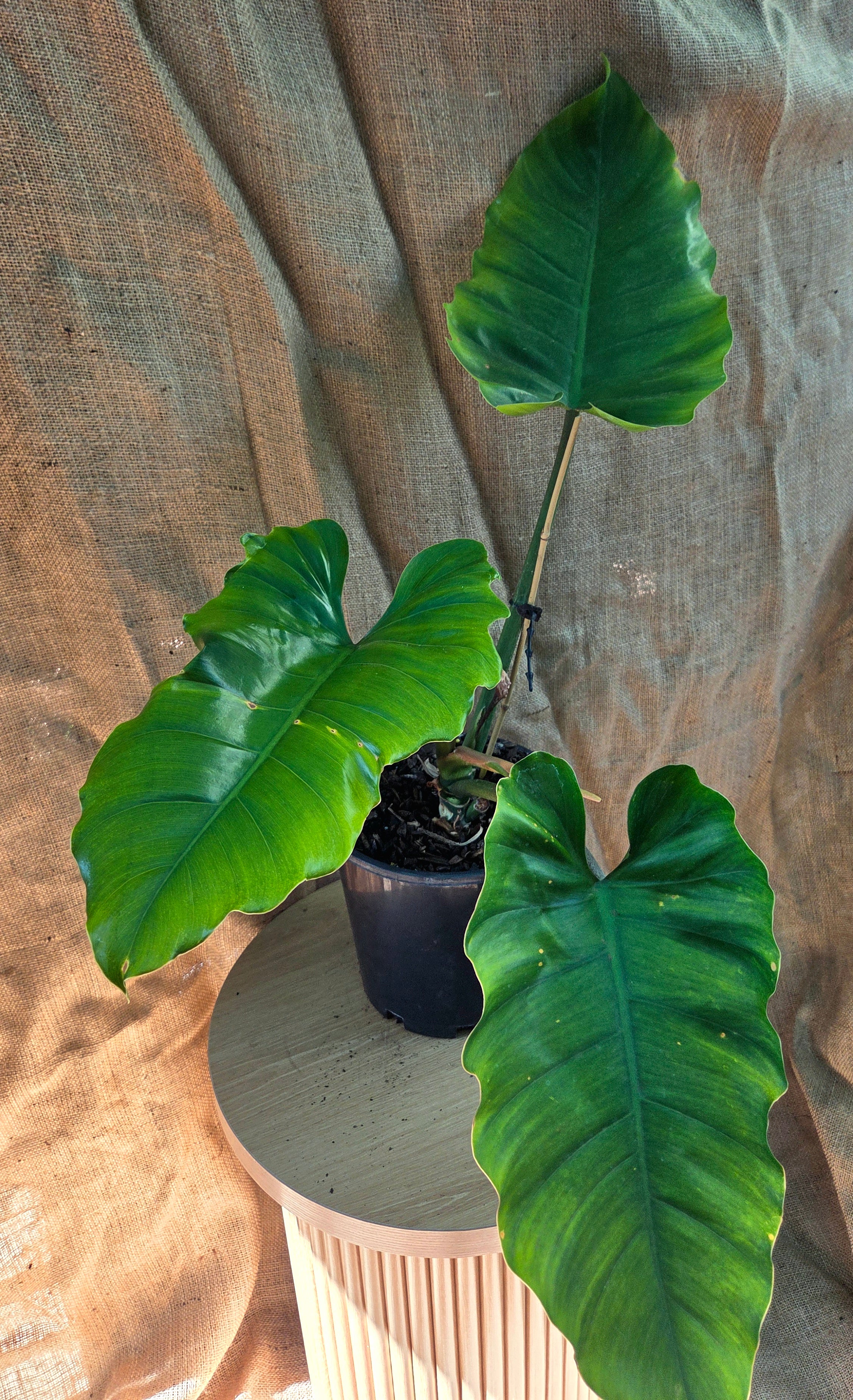 Philodendron Jungle Fewer