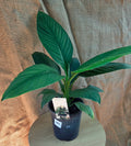 Spathiphyllum Sensation - Large Peace lily