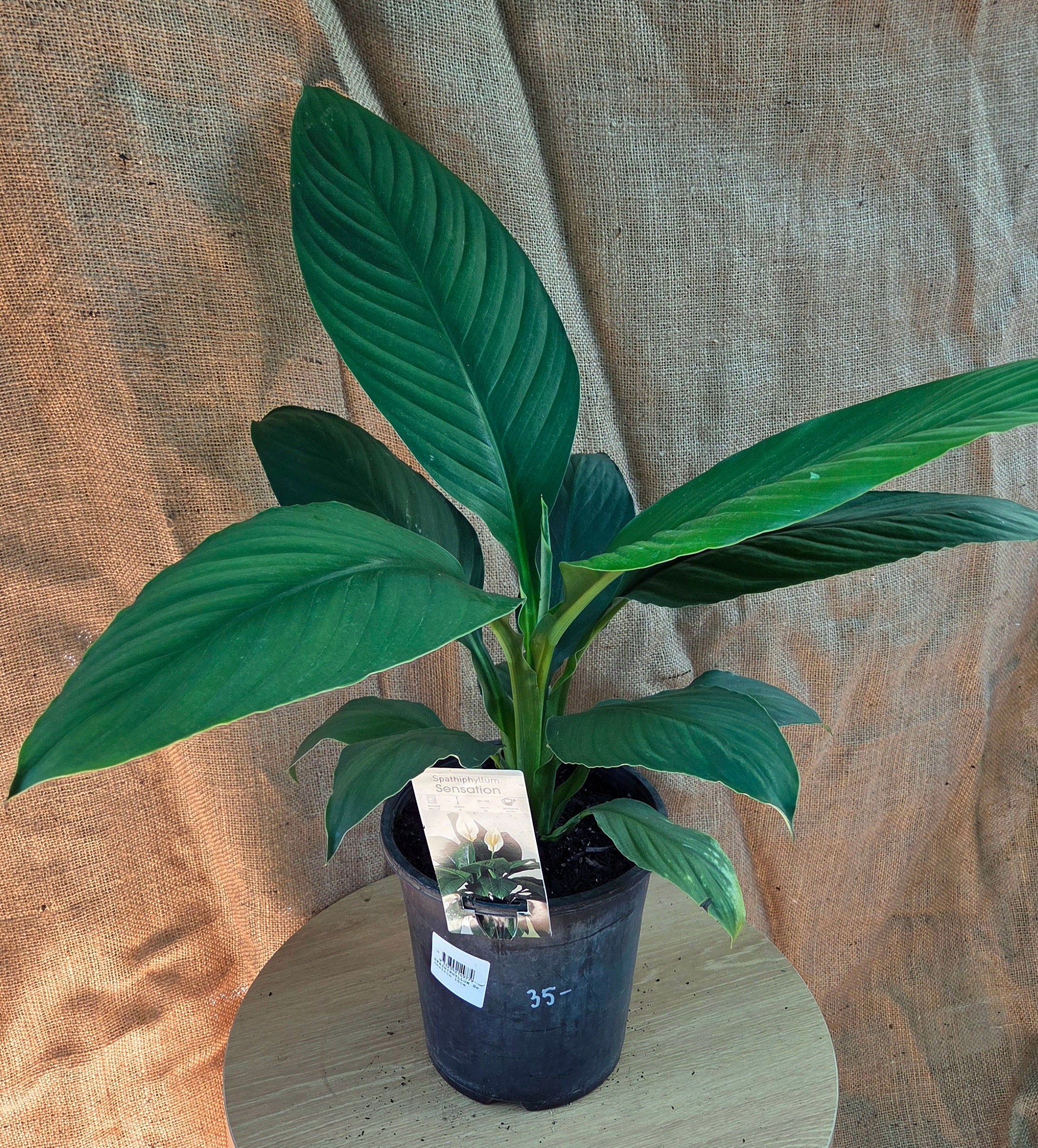 Spathiphyllum Sensation - Large Peace lily