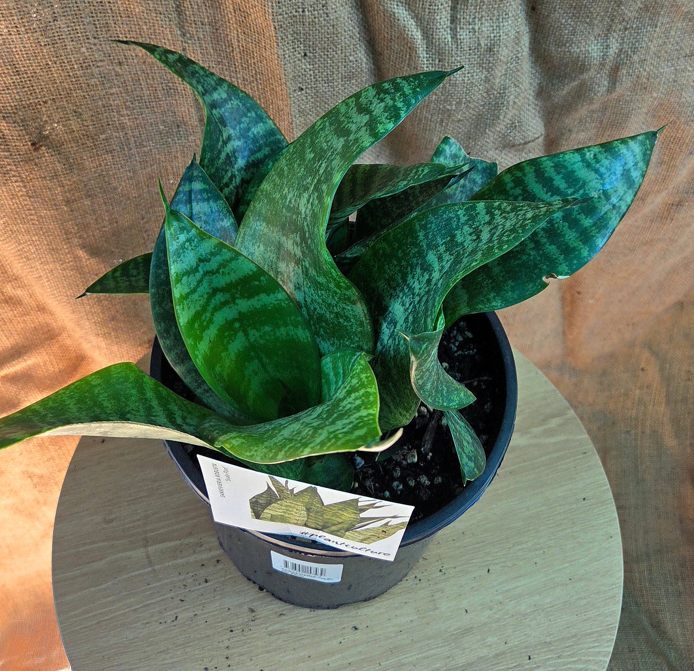 Sansevieria Robusta