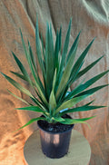 Dracaena Draco - Dragon tree