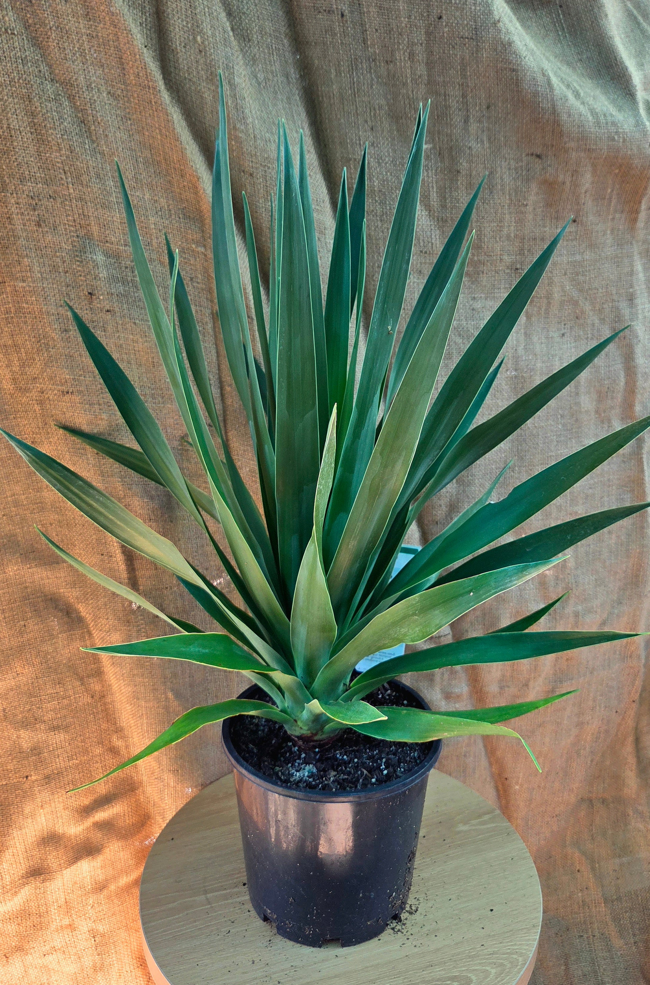 Dracaena Draco - Dragon tree