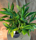 AlpiniaZerumbet Variegata