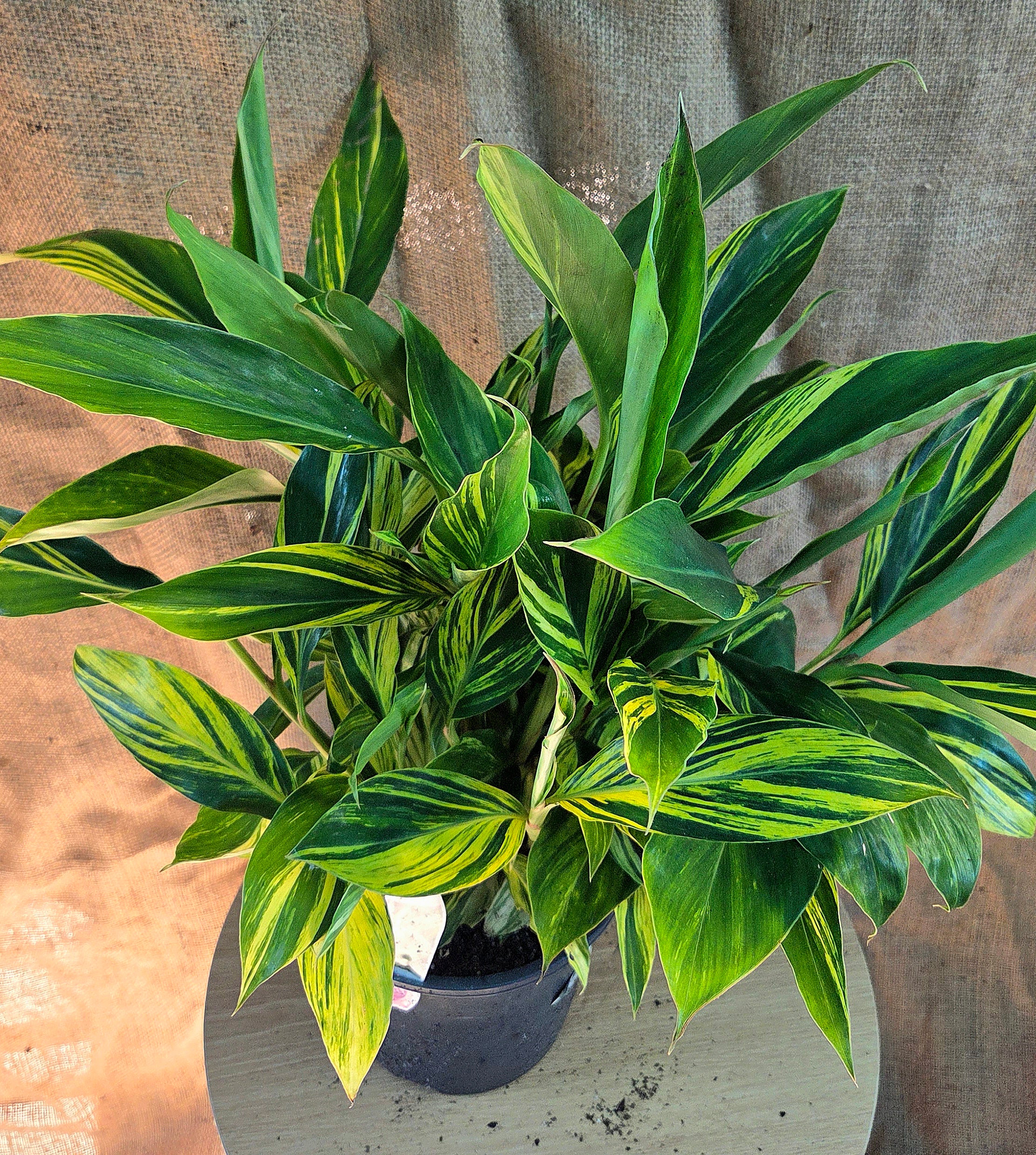 AlpiniaZerumbet Variegata