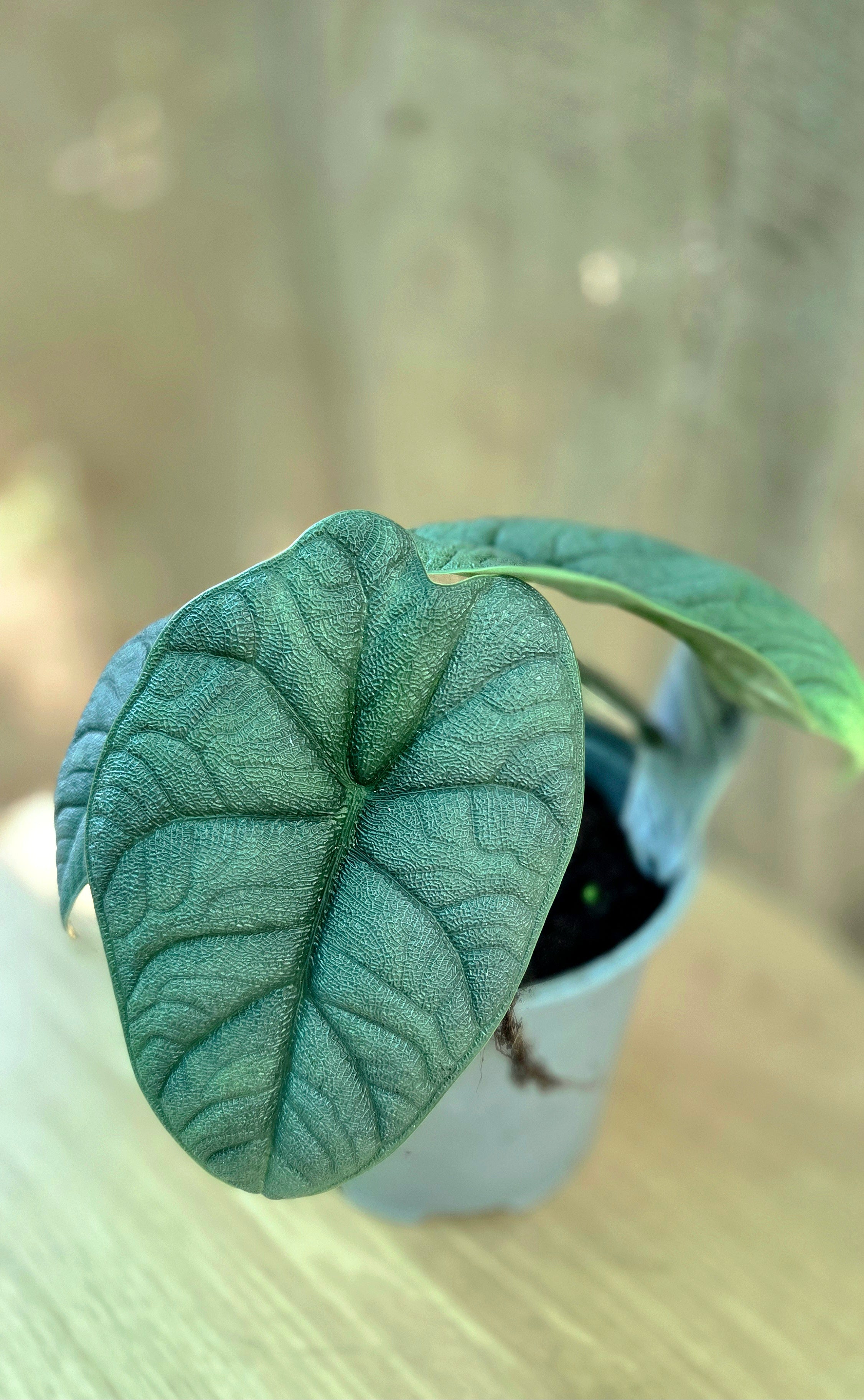 Alocasia Melo