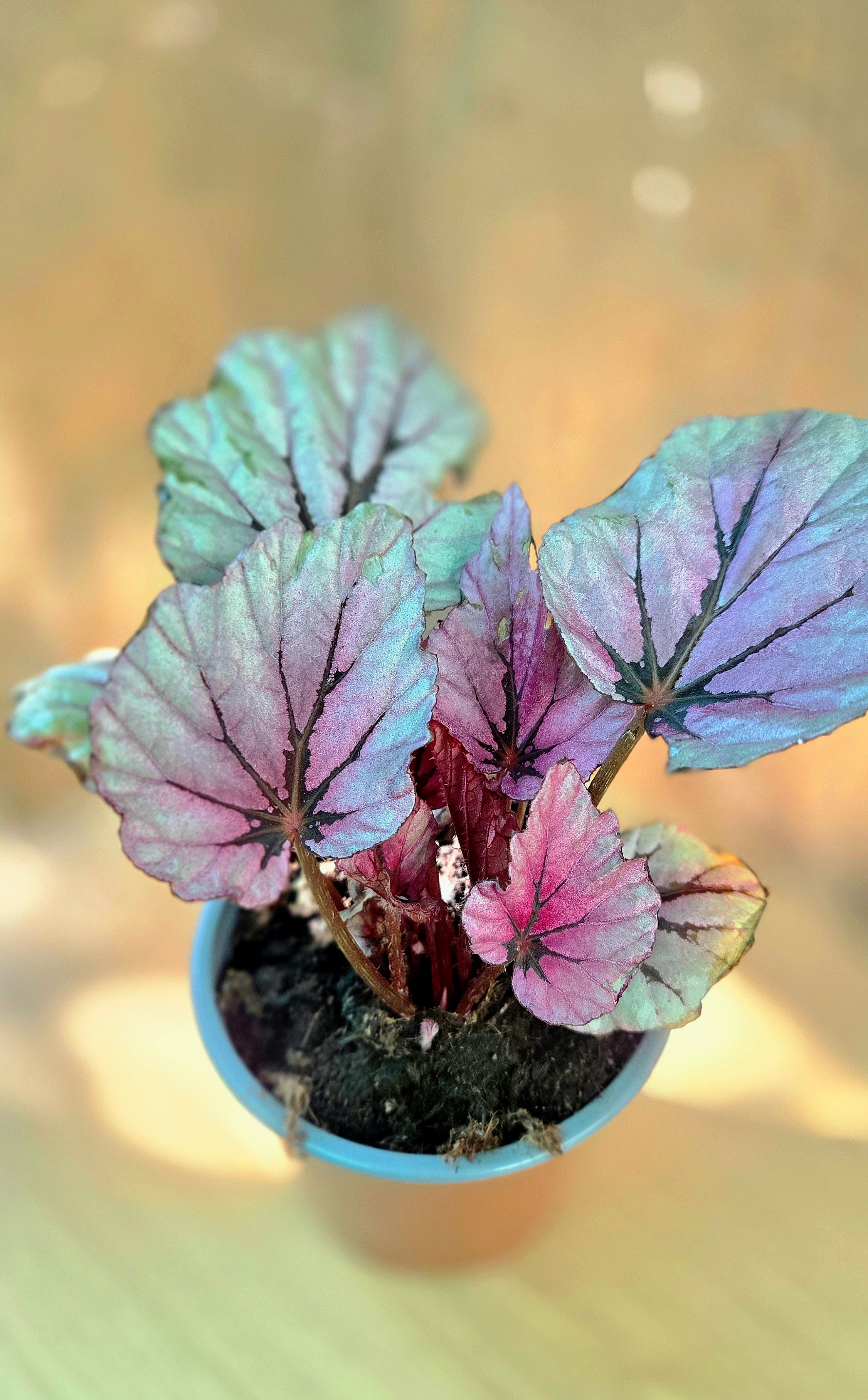 Begonia Rex