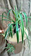 Chlorophytum Comosum