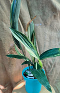 Aspidistra Elatior - Variegated Cast Iron