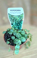 String of Turtles - Peperomia