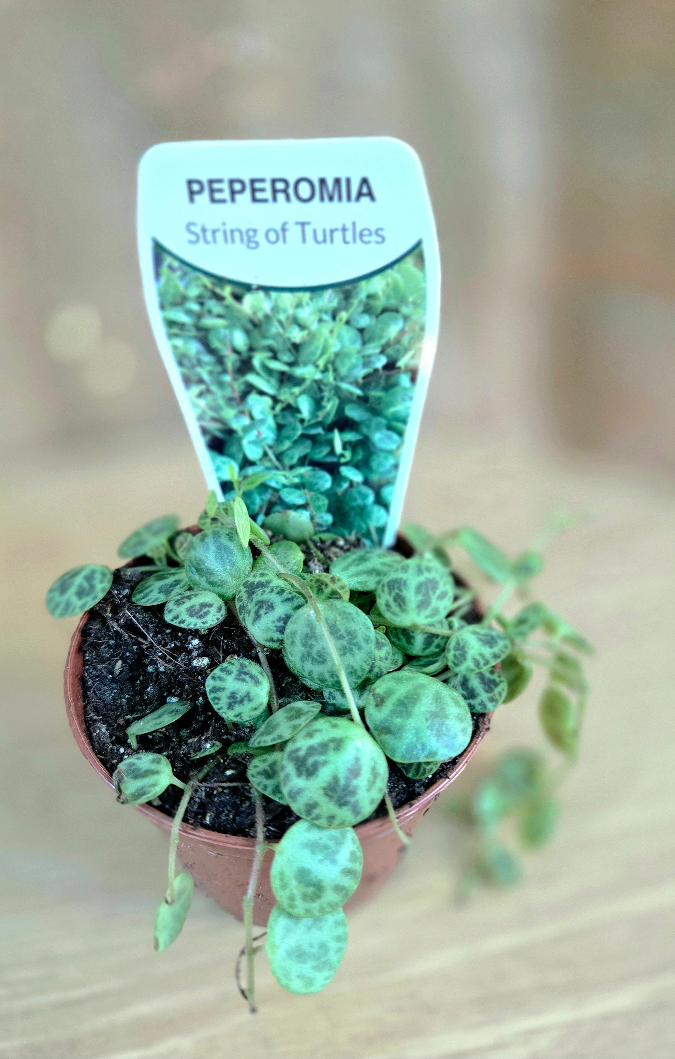 String of Turtles - Peperomia