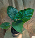Alocasia Black stem