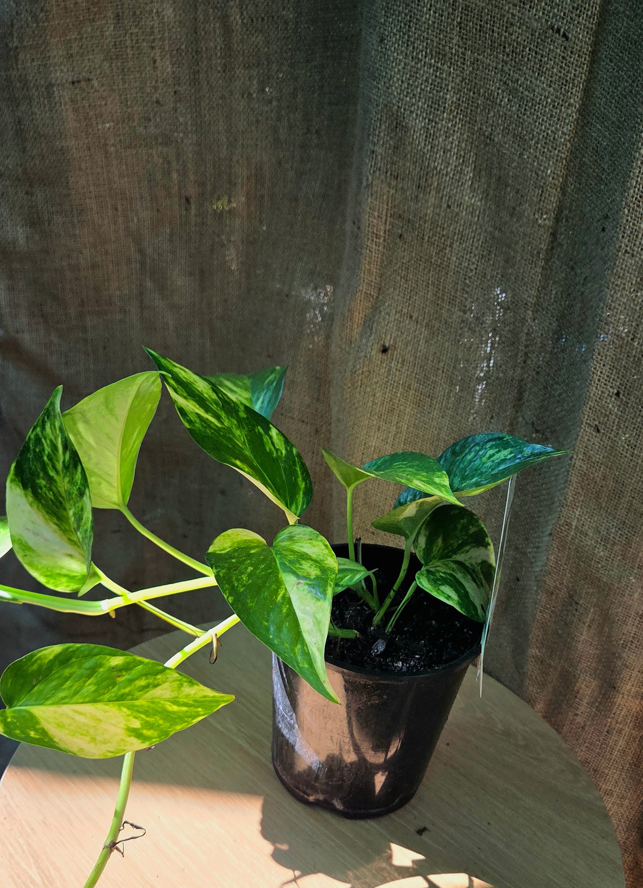 Devil's ivy - Epipremnum Aurea