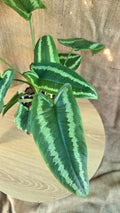 Schismataglottis Wallichii