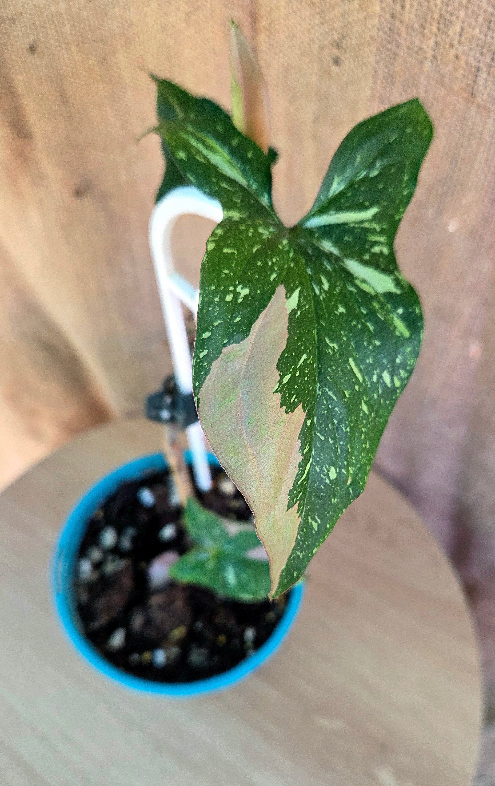 Syngonium Redspot Tricolour