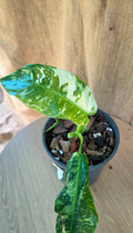 Philodendron Jose Bueno