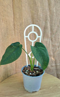 Syngonium Chiapense