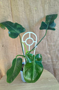 Philodendron Jerry Horne