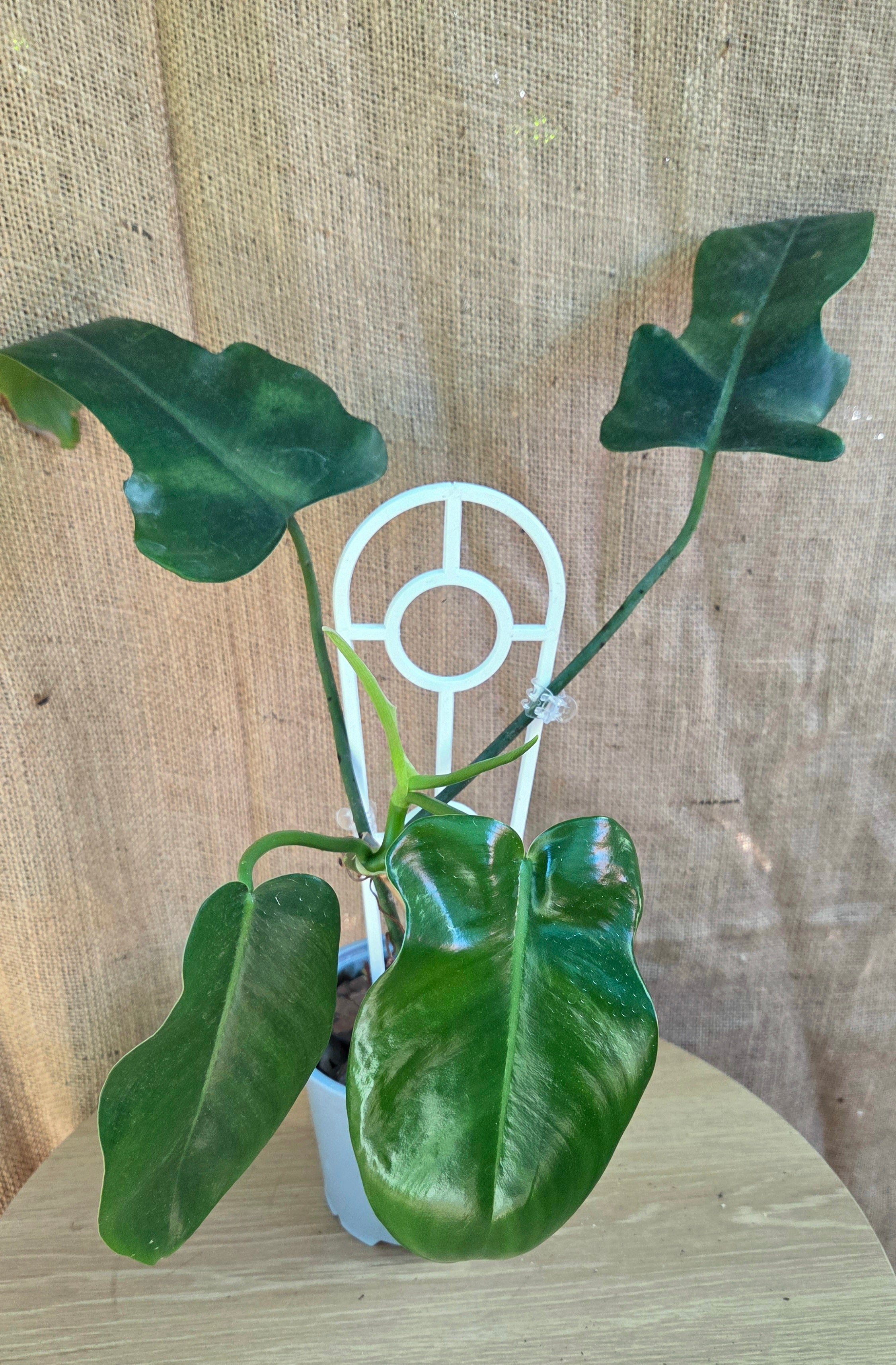 Philodendron Jerry Horne