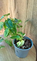 Philodendron Burle Marx Variegata