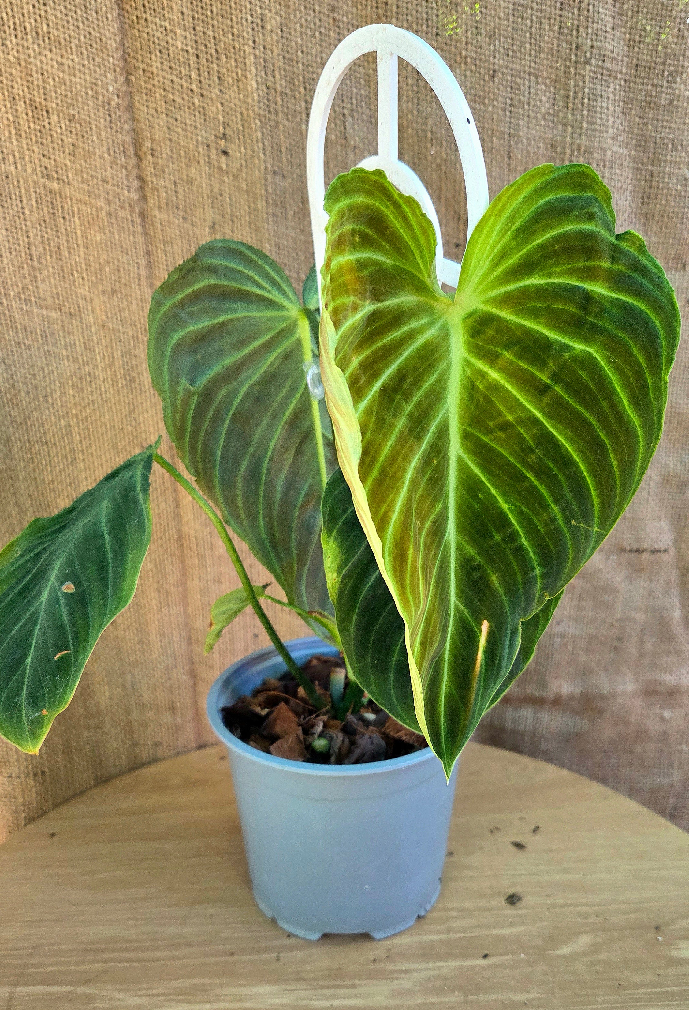 Philodendron Splendid