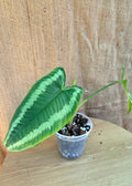Schismataglottis Wallichii