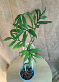 Monstera Subpinnata