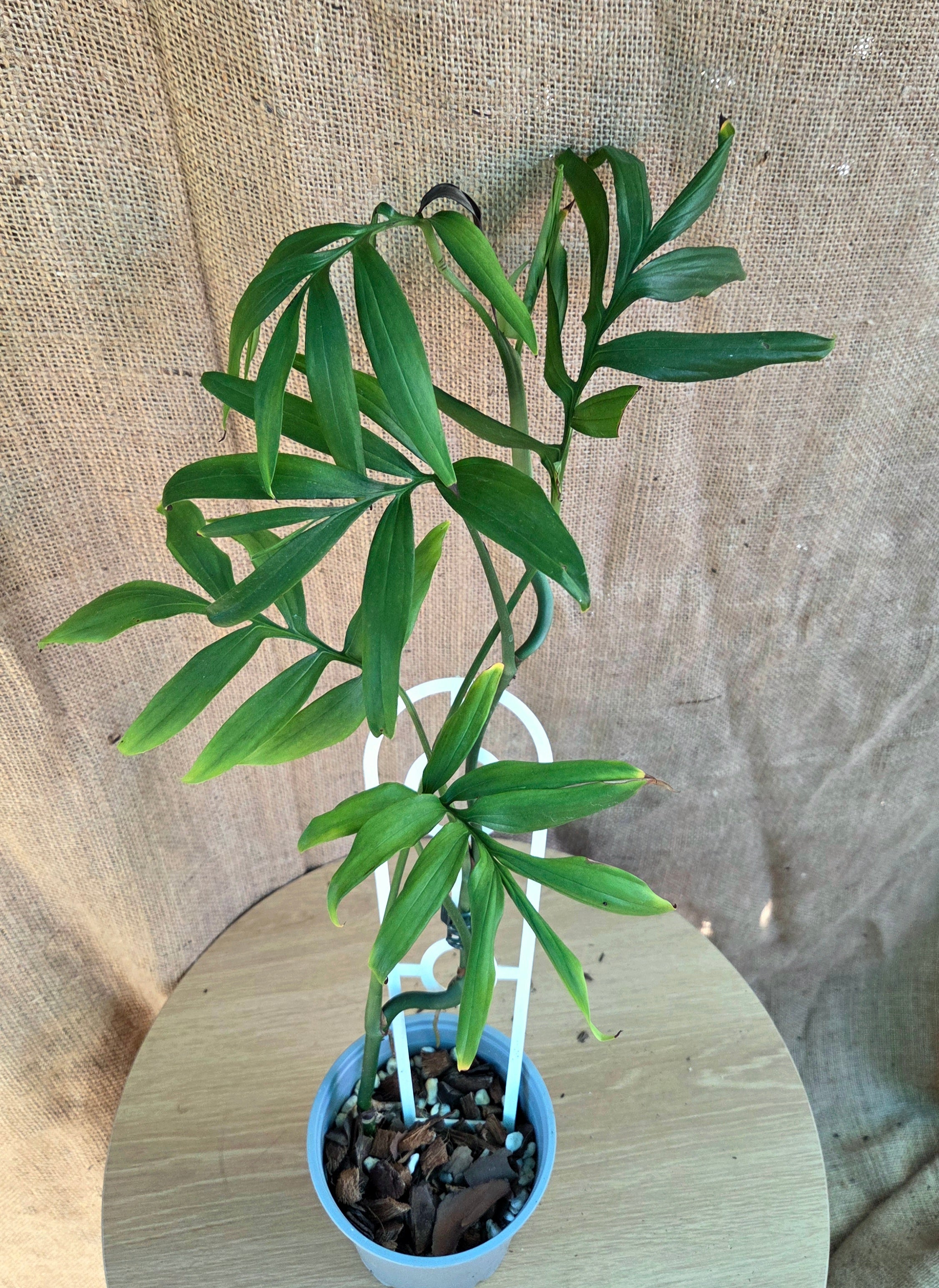 Monstera Subpinnata