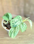 Scindapsus Creme Brulee