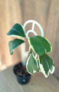 Hoya Kerrii Variegata