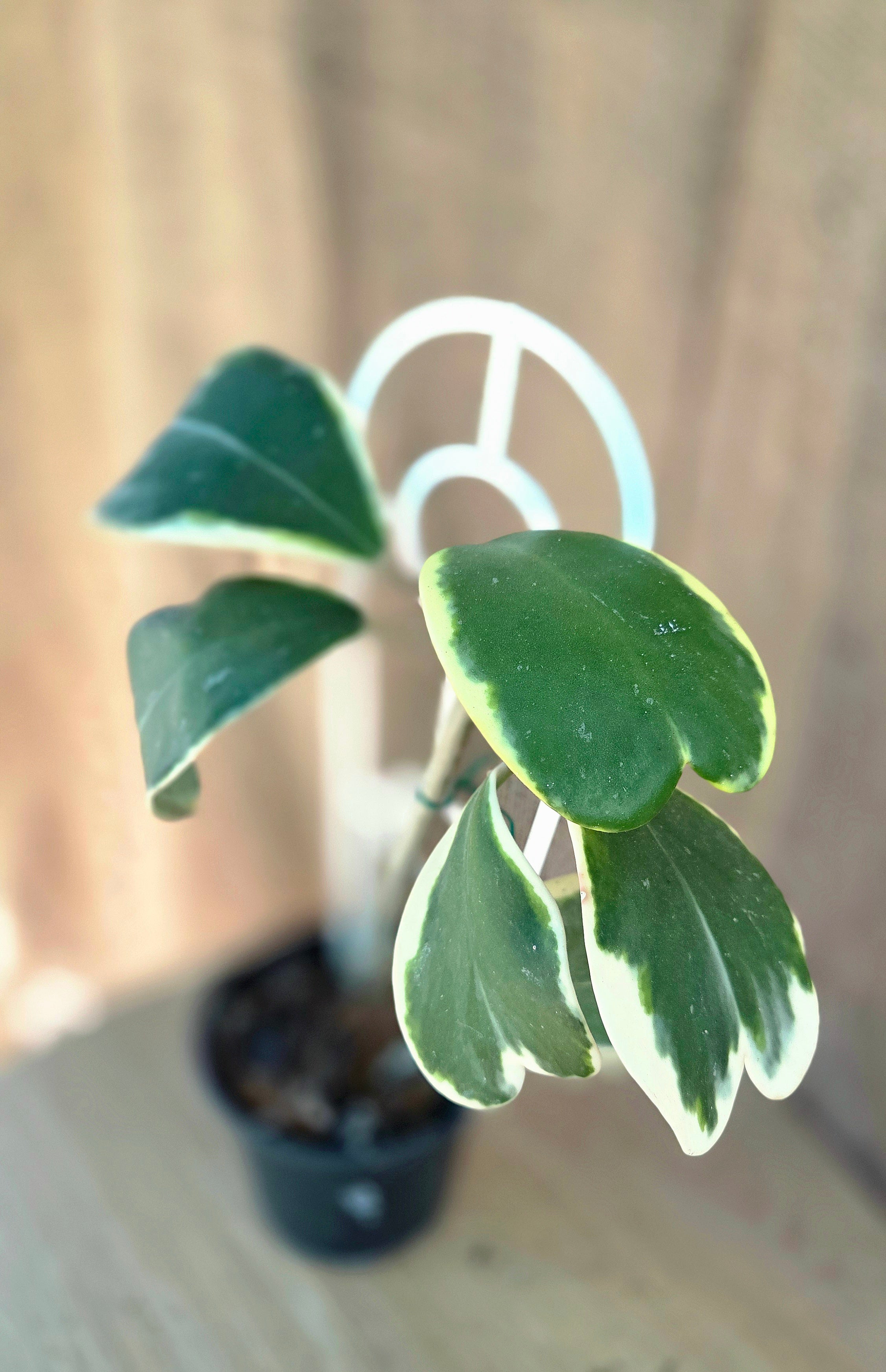Hoya Kerrii Variegata