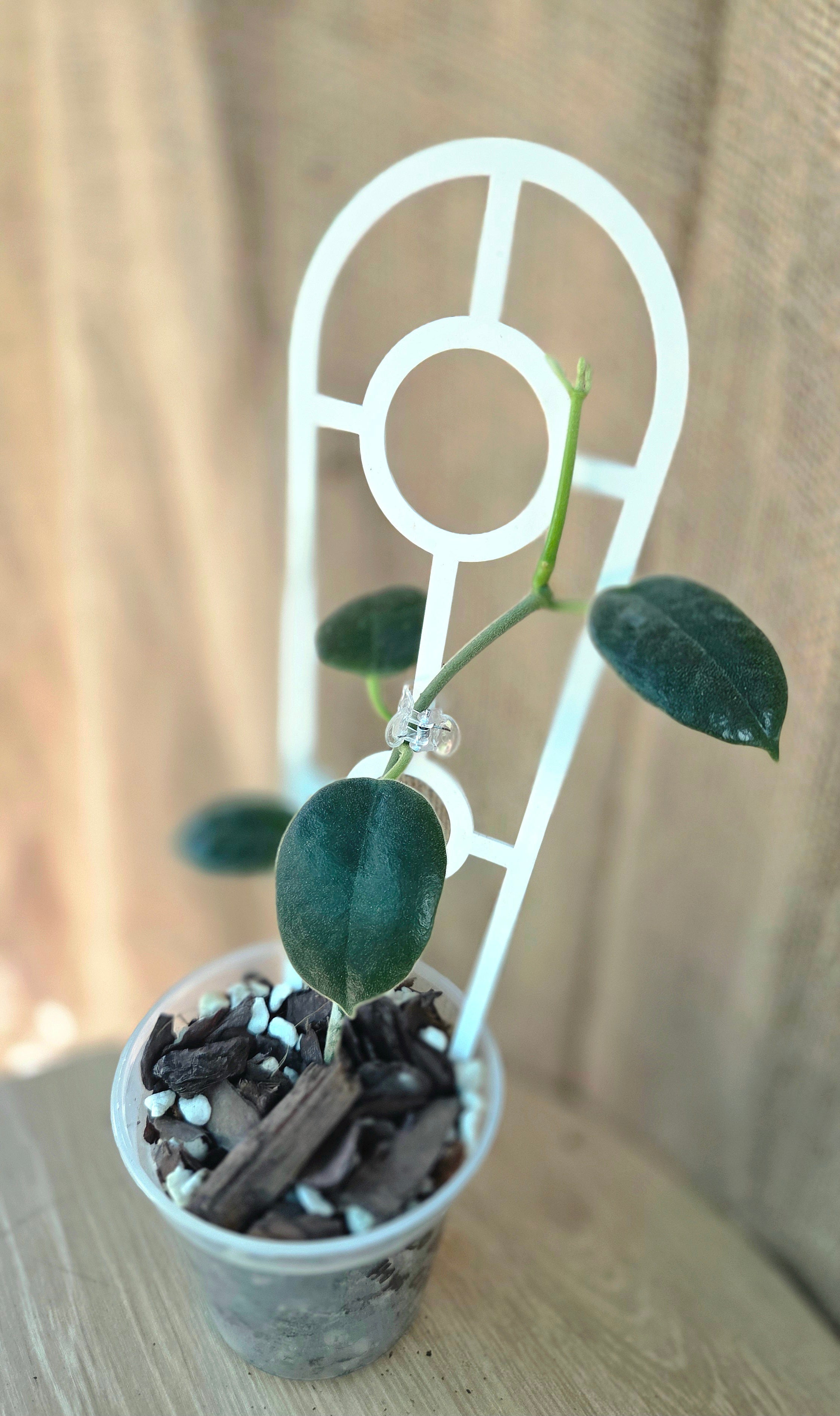 Hoya Ciliata