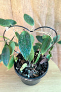 Hoya Wibergiae