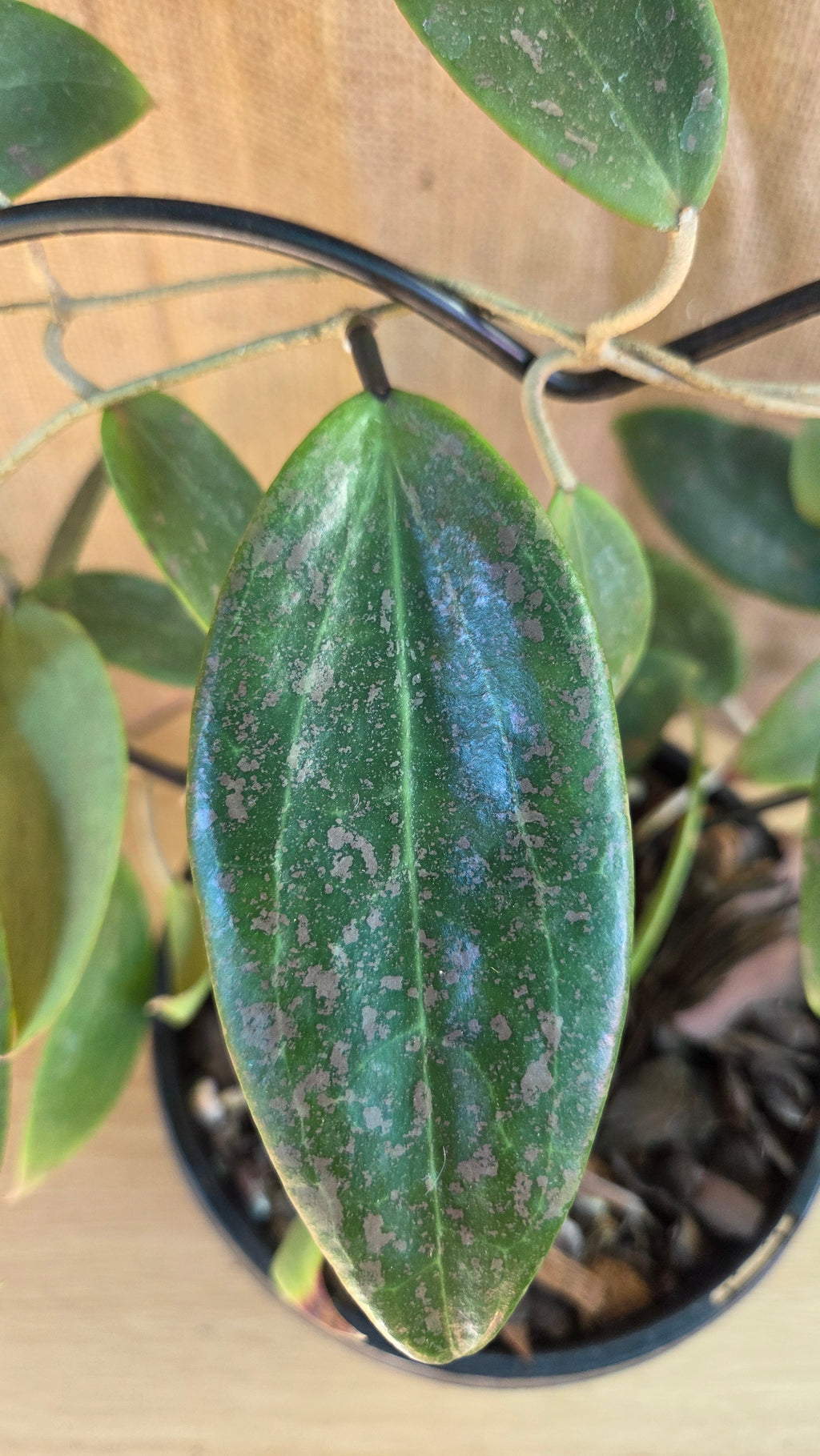 Hoya Wibergiae