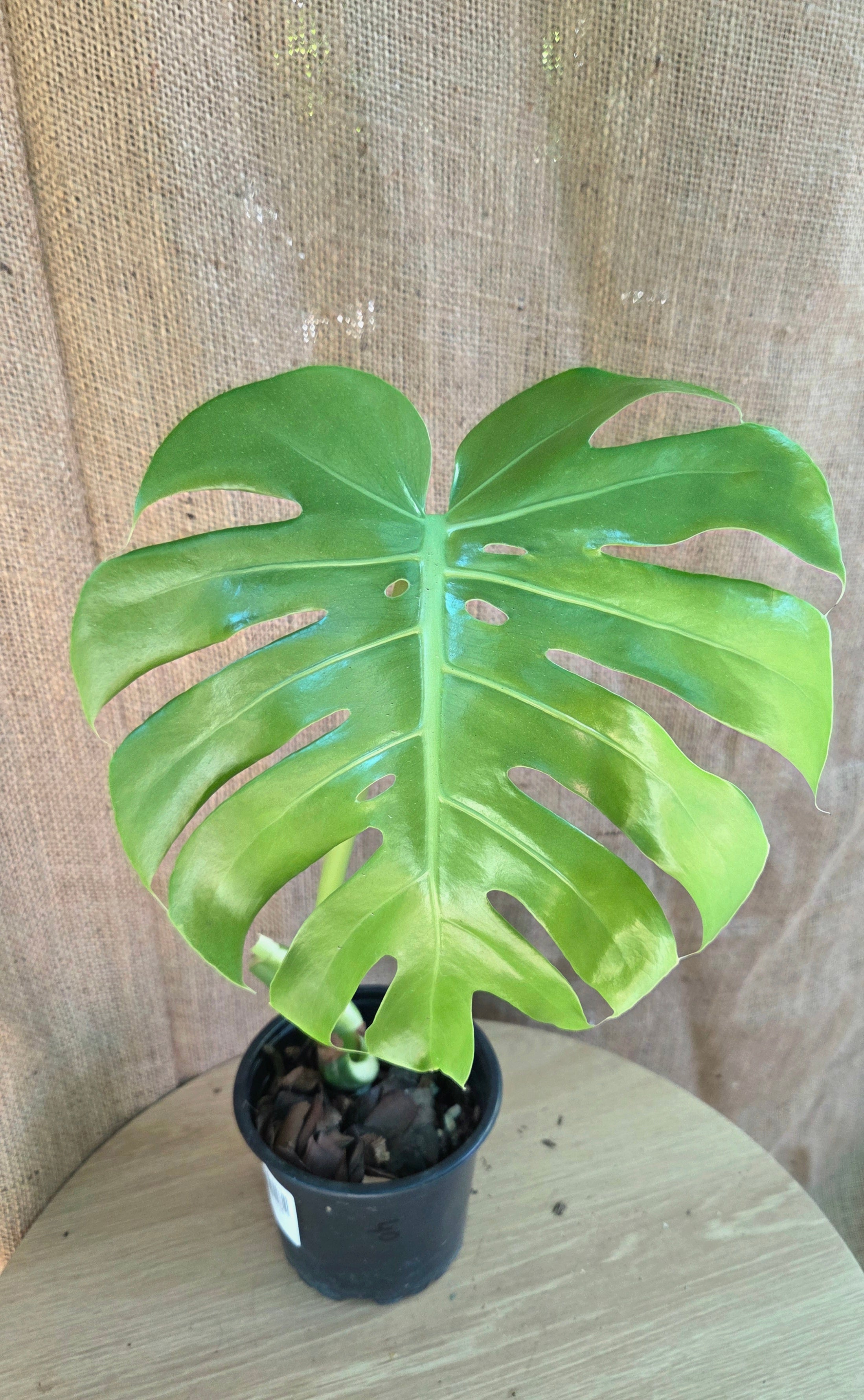 Monstera Deliciosa Rooted Cutting