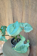 Syngonium Grey Ghost