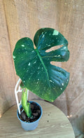 Monstera Thai Constellation
