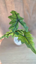 ALocasia Jacklyn