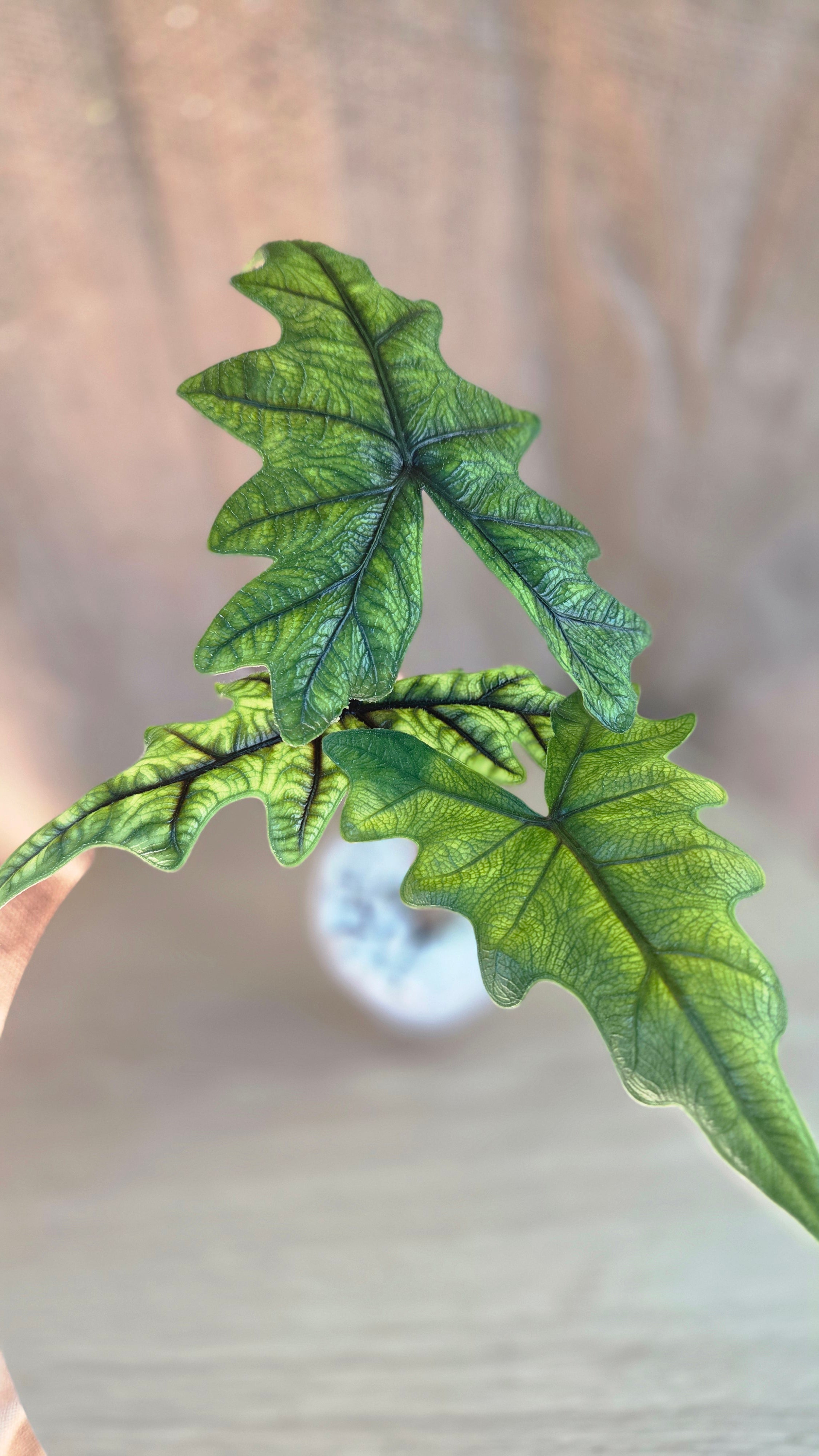 ALocasia Jacklyn