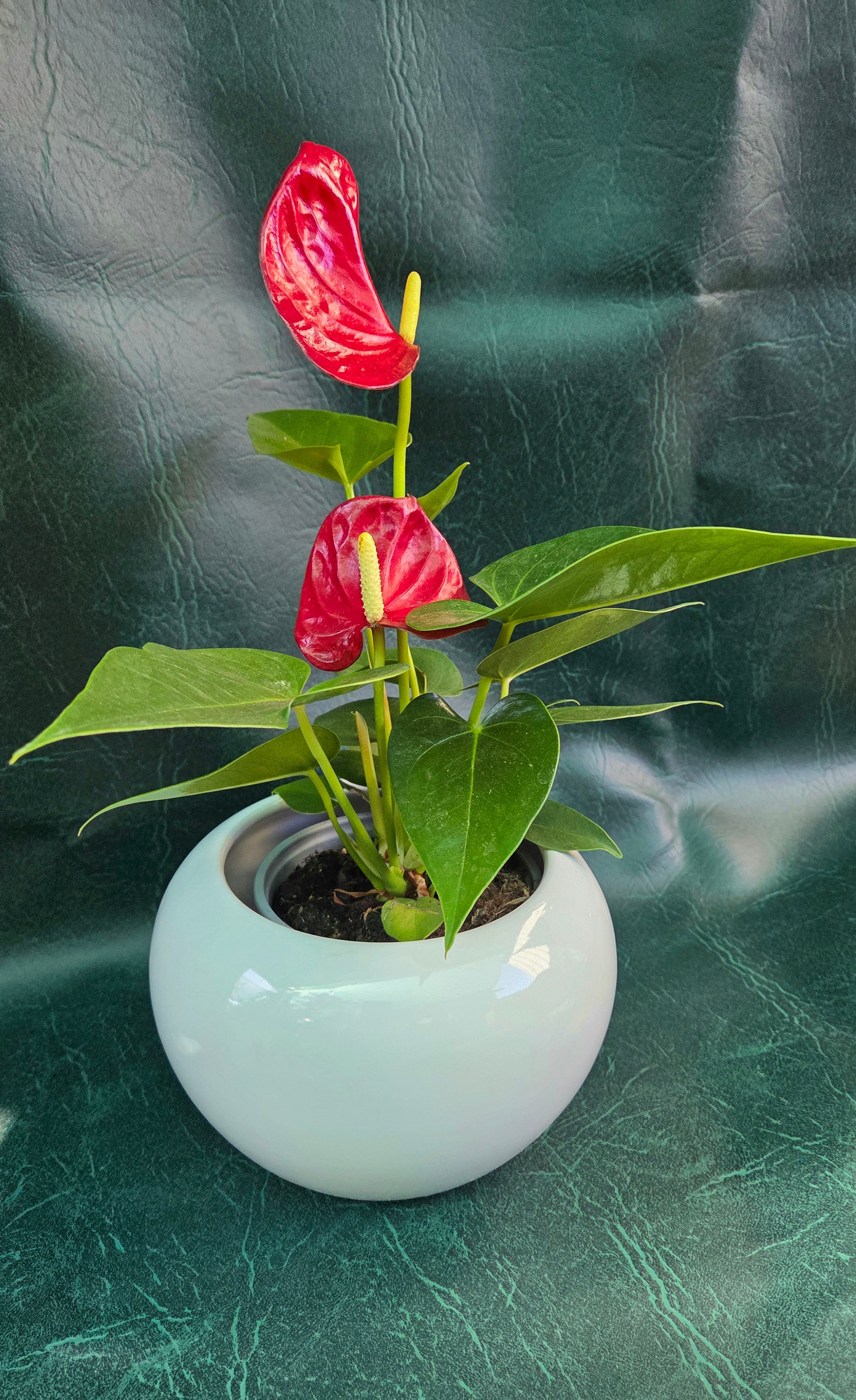Fish bowl pot white