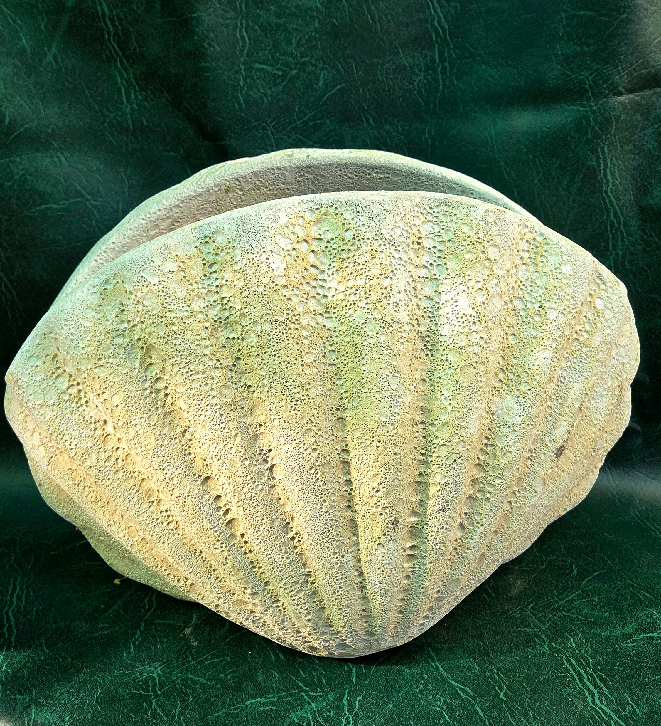 Shell planter stone sand