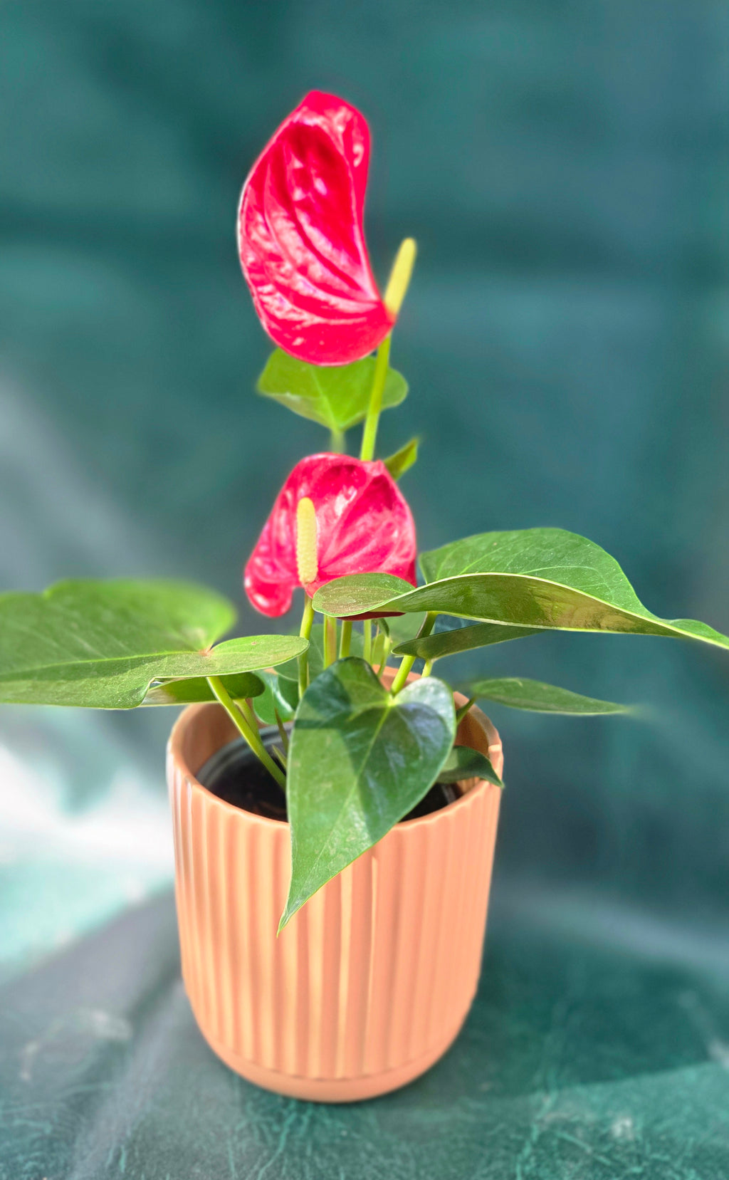 Dolomite cylinder pot apricot
