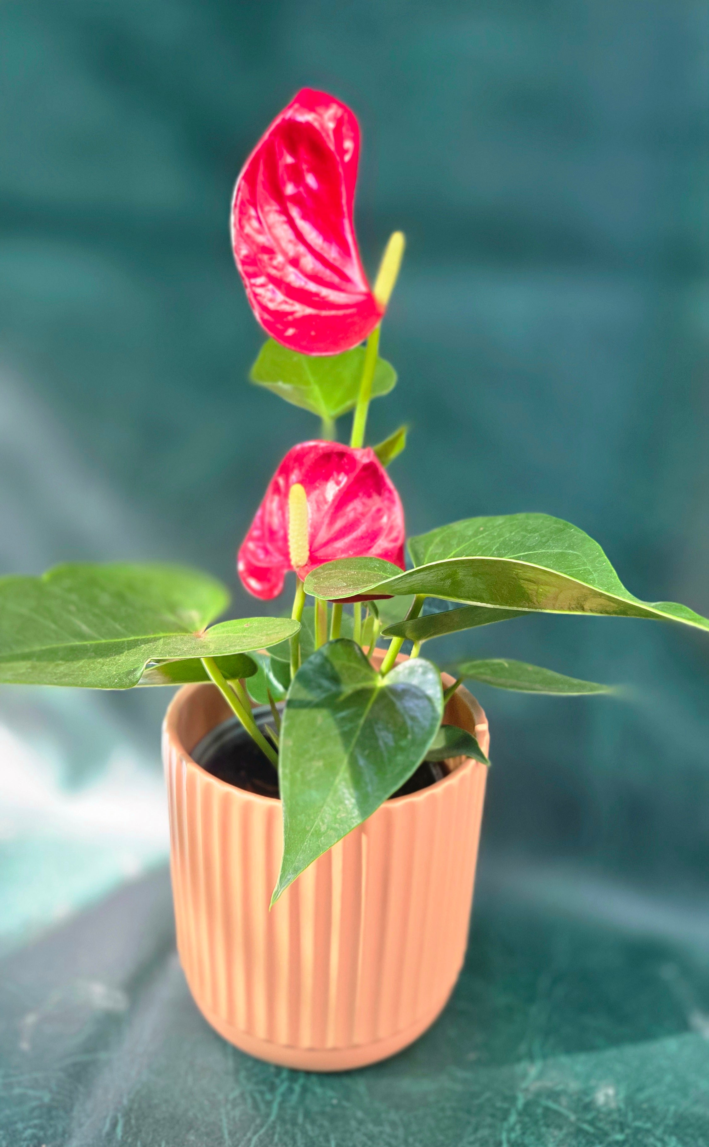 Dolomite cylinder pot apricot