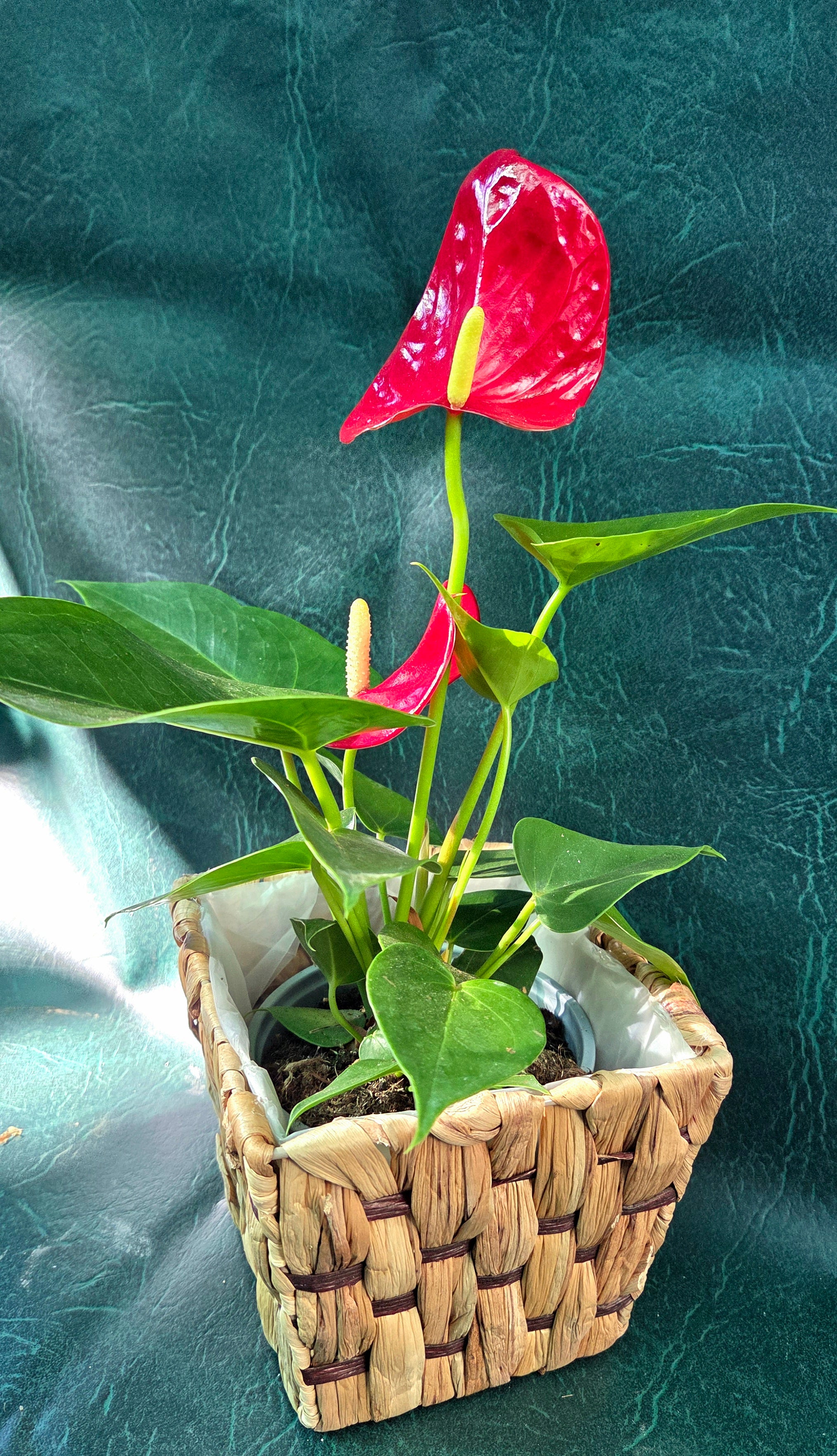 Basket pot