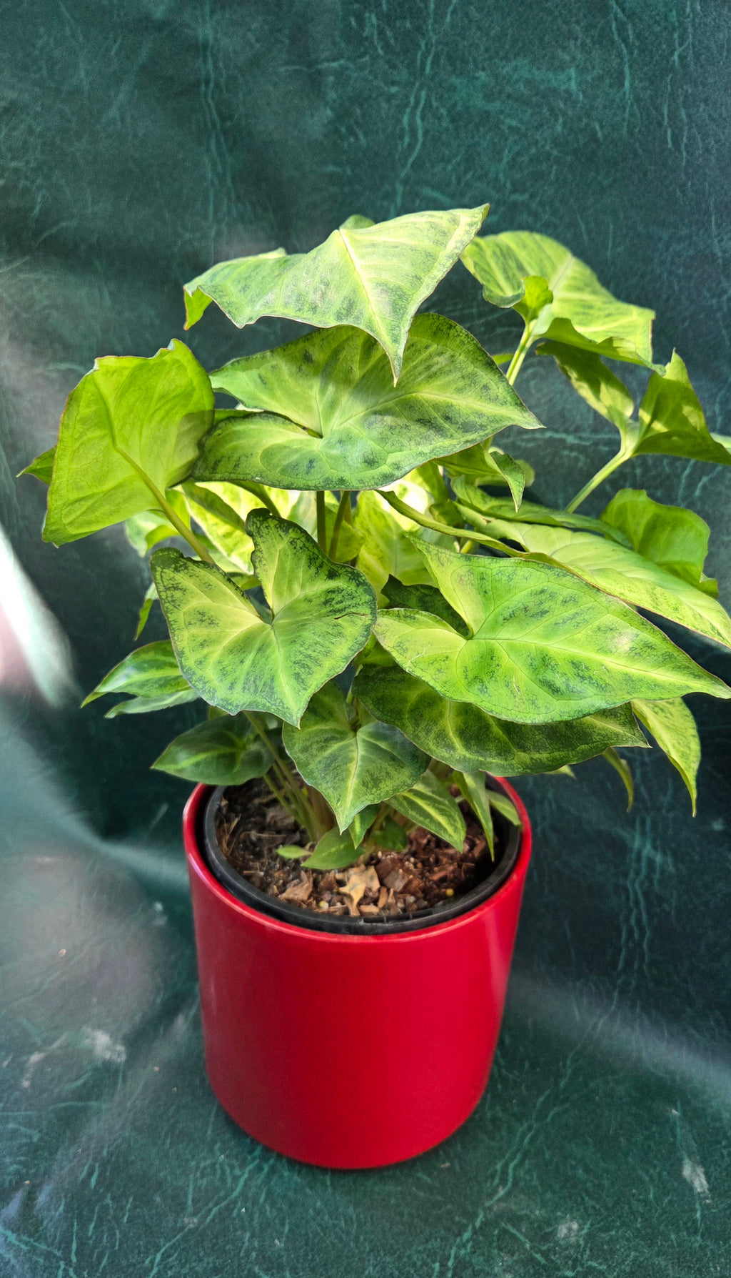 Red Gloss decorative pot
