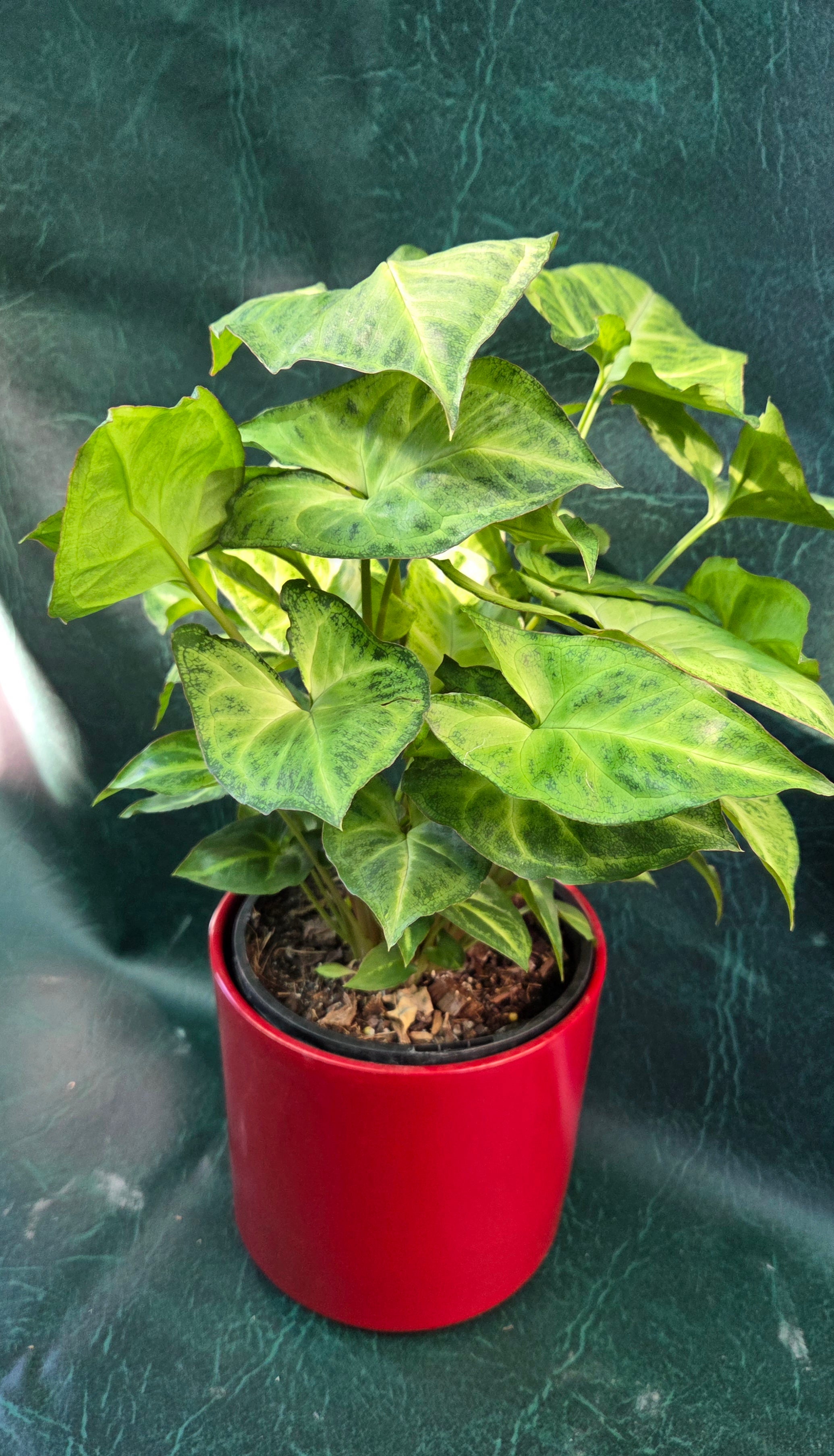 Red Gloss decorative pot